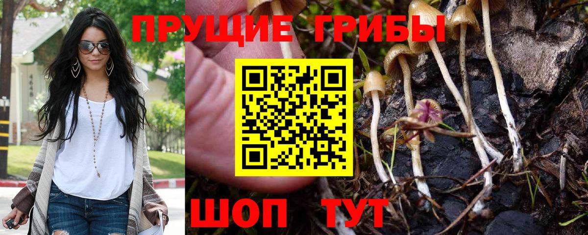 Галлюциногенные грибы Psilocybe Старая Русса